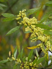 Acacia rubida