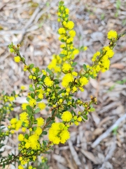 Acacia acinacea