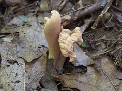 Clavariadelphus americanus