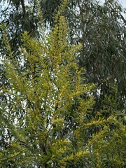 Acacia rubida