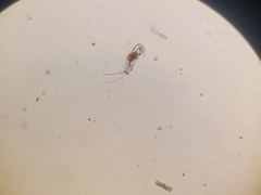 Cephalodella mucronata