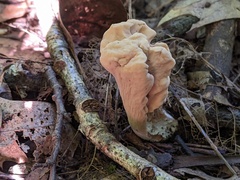 Clavariadelphus americanus