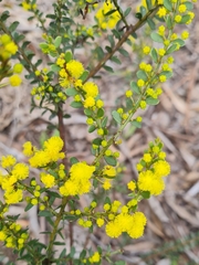 Acacia acinacea