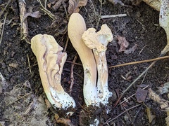 Clavariadelphus americanus