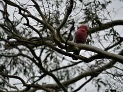 Eolophus roseicapilla albiceps