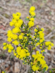 Acacia acinacea