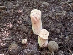 Clavariadelphus americanus