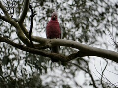 Eolophus roseicapilla albiceps