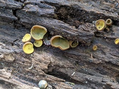 Chlorencoelia versiformis