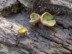 Chlorencoelia versiformis