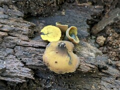 Chlorencoelia versiformis