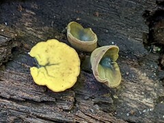 Chlorencoelia versiformis