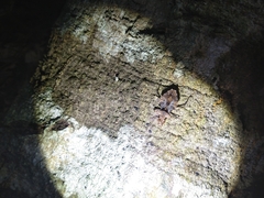 Neocentrocnemis stali