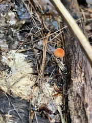 Marasmius sullivantii