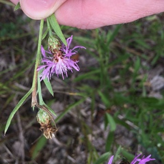 Centaurea nigrescens