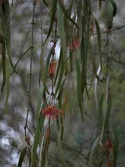 Amyema pendula pendula