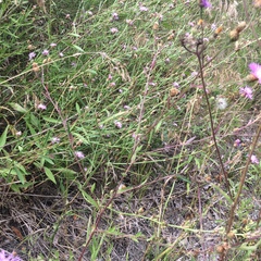 Centaurea nigrescens