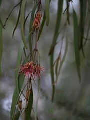Amyema pendula pendula