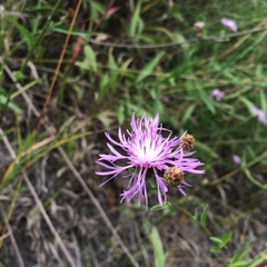 Centaurea nigrescens