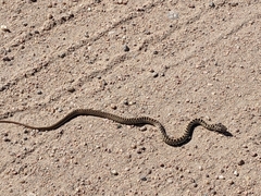 Coluber constrictor flaviventris