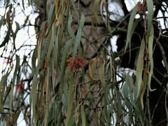 Amyema pendula pendula