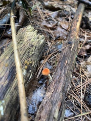Marasmius sullivantii
