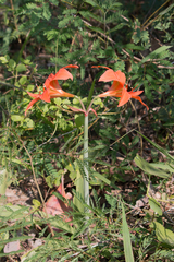 Hippeastrum