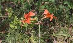 Hippeastrum