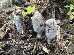 Coprinopsis