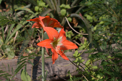 Hippeastrum