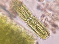 Tetmemorus brebissonii