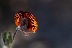 Isotropis cuneifolia