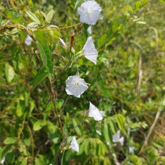 Ipomoea biflora