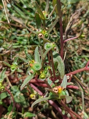 Portulaca umbraticola
