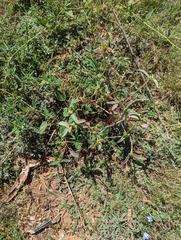 Portulaca umbraticola