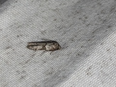 Blastobasis glandulella