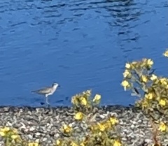 Pluvialis squatarola