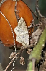 Psamatodes abydata
