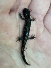 Ambystoma laterale