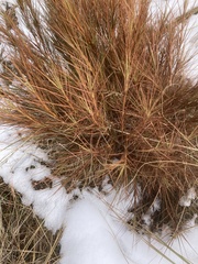 Dracophyllum longifolium