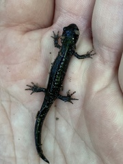 Ambystoma laterale