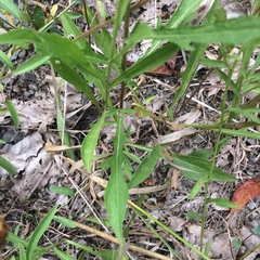 Centaurea nigrescens