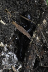 Ambystoma laterale