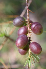 Persoonia