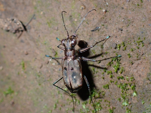 Cylindera froggatti, 2022-09-09