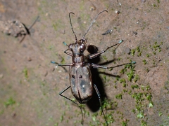 Cicindelina
