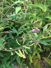 Desmodium canadense