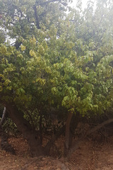 Prunus ilicifolia lyonii