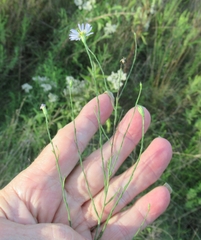 Chloracantha spinosa