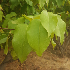 Prunus ilicifolia lyonii